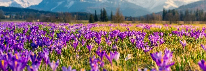 Krokuswiese vor Bergpanorama